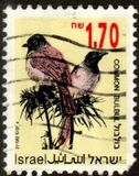 [Songbirds, type AUH]