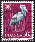 [Birds, type AE]