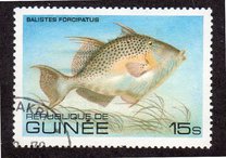 [Fish, tipo VH]