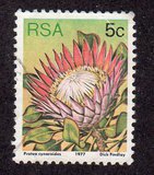 [Flora - Protea Plants, type PK]