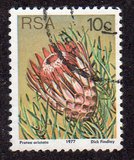 [Flora - Protea Plants, type PP]