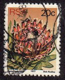 [Flora - Protea Plants, type PR]