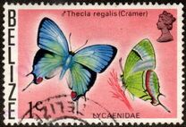 [Butterflies of Belize, type J]