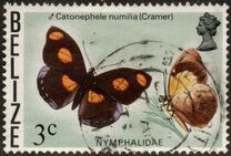 [Butterflies of Belize, type L]