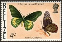 [Butterflies of Belize, type M]