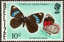 [Butterflies of Belize, type O]