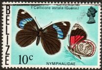[Butterflies of Belize, type O]