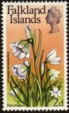 [Flowers, tegund CP]