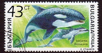 [Marine Mammals, Tipi ENI]