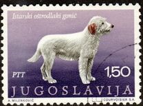 [Dog Breeds, type BDP]