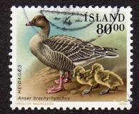 [Birds - Ducks, type RQ]