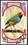 [Birds, тып UF]