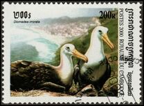 [Sea Birds, 类型 BTV]