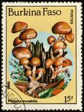 [Fungi, Вид CE]