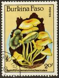 [Fungi, Вид CF]