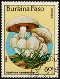 [Fungi, Вид CH]