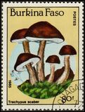 [Fungi, Вид CI]