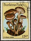 [Airmail - Fungi, տեսակ CK]