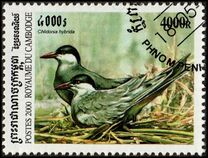 [Sea Birds, 类型 BUA]