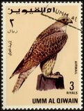 [Birds - Falcons, type HW]