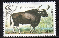 [Mammals, タイプ AUI]