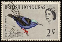 [Birds, type BT]