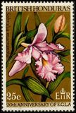 [Orchids, type CW]