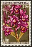[Orchids of Belize, ประเภท DM]