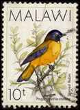 [Birds, type PY]