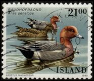 [Birds - Ducks, type RP]