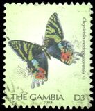 [Butterflies, प्रकार EEE]