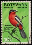 [Birds, Tip Y]