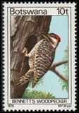 [Birds, type GV]