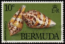 [Sea Shells, type KG]