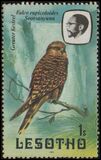 [Birds, Вид KW]
