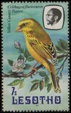 [Birds, Вид LB]