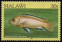 [Fish, type MN]