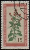 [Medicinal Plants, type OM]
