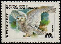 [Owls, type HKA]