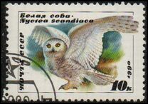 [Owls, type HKA]