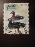 [Birds - Ducks, type Q]