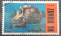 [Prehistoric Animals - Fossils from the Luangwa Area, type CN]