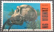 [Prehistoric Animals - Fossils from the Luangwa Area, type CN]