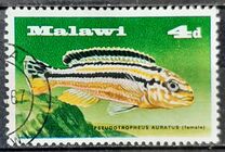 [Fish - Lake Malawi Cichlids, 類型 AS]