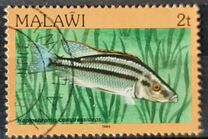 [Fish, Tip MG]