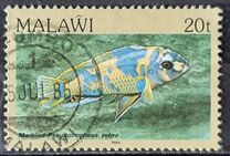 [Fish, Tip MM]