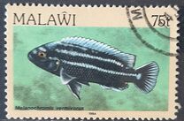 [Fish, Tip MQ]