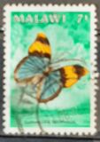 [Butterflies, տեսակ NC]