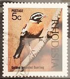 [Native Birds, type CS]