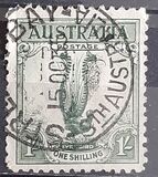 [Superb Lyrebird, Typ N]